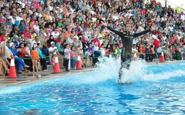 Dolphin Show In Sharm - Image 3