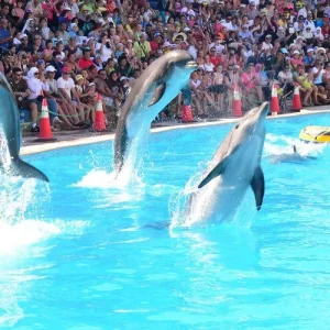 Dolphin Show In Sharm