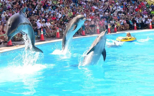 Dolphin Show In Sharm